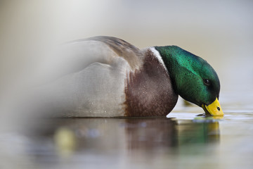A male Mallard duck (Anas platyrhynchos) drinking in an shallow pond in the city of Berlin Germany.