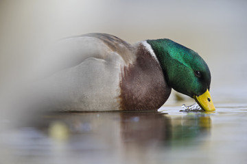 A male Mallard duck (Anas platyrhynchos) drinking in an shallow pond in the city of Berlin Germany.