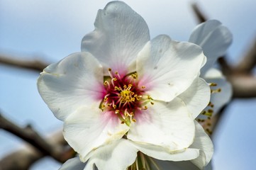 Fototapeta na wymiar Almond flower Almond Tree Close-up Macro Photo
