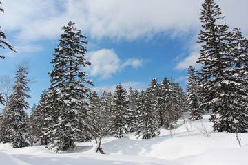 雪と森　北海道(大雪山系）