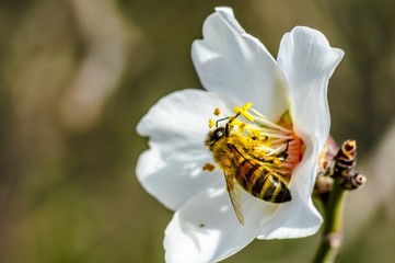 Bee Flower of Almond Tree Macro Photo