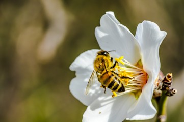 Bee Flower of Almond Tree Macro Photo