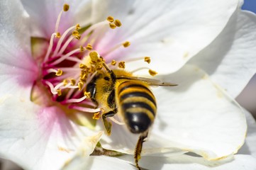 Bee Flower of Almond Tree Macro Photo