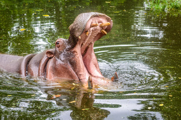 The portrait of the common hippopotamus (Hippopotamus amphibius) wiith open mouth