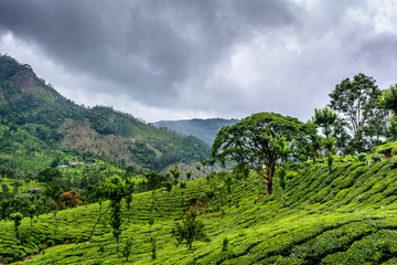 Fototapeta na wymiar Lush green Tea estates of Munnar, Kerala (also known as tea capital of India) during Monsoon season in Kerala, India 