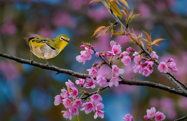 Oriental White-eye with Wild Himalayan Cherry