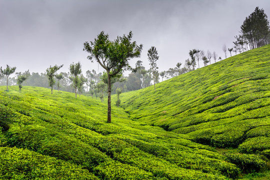 Lush green Tea gardens of Munnar, Kerala (also known as tea capital of India) during Monsoon season in Kerala, India
