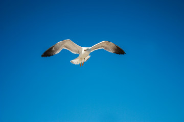 Obraz premium Mewy latające nad wybrzeżem