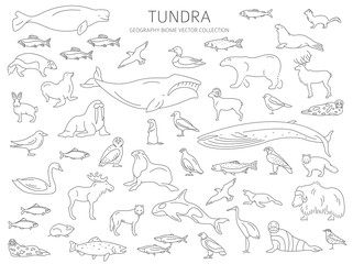 Tundra biome. Simple line style. Terrestrial ecosystem world map. Arctic animals, birds, fish and plants infographic design