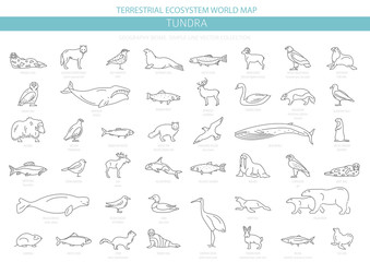 Fototapeta premium Tundra biome. Simple line style. Terrestrial ecosystem world map. Arctic animals, birds, fish and plants infographic design