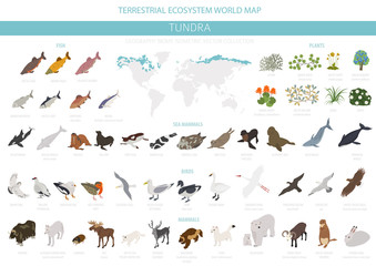 Tundra biome. Isometric 3d style. Terrestrial ecosystem world map. Arctic animals, birds, fish and plants infographic design - obrazy, fototapety, plakaty