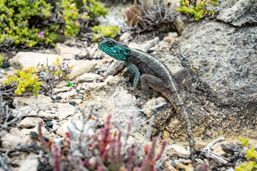 Lizard