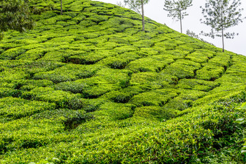 Lush green Tea estates of Munnar, Kerala (also known as tea capital of India) during Monsoon season in Kerala, India