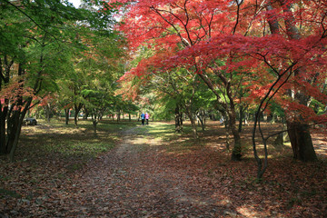 Plakat autumn in the park