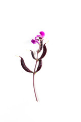 Hyacinth bean Close up