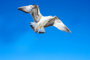 Gaviotas sobrevolando la costa