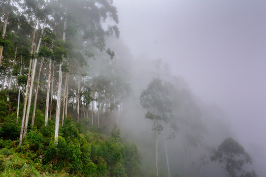 landscape of Kodaikanal. Kodaikanal is a city in the hills of the Dindigul district in the state of Tamil Nadu, India. Its name in the Tamil language means "The Gift of the Forest 