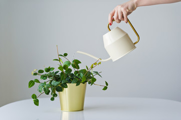 Girl watering from a watering can home plant in a gold pot, white background, space for text