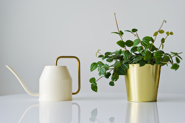 Home plant in a gold pot, watering can, white background, space for text