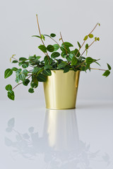 Home plant in a gold pot, white background, space for text