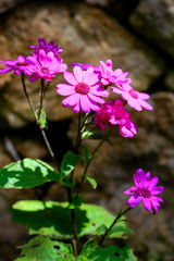 Bunch of purple cineraria flowers