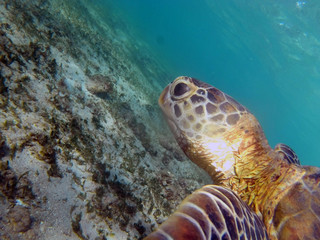 Tête de tortue verte (Mayotte)