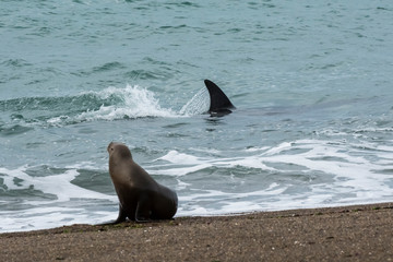 Obraz premium Orca attacking sea lions, Patagonia Argentina