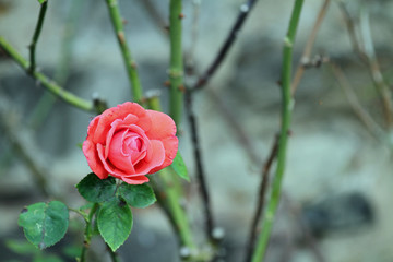 Rose