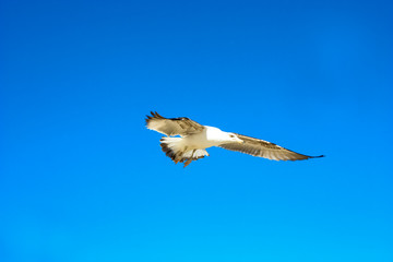 Gaviotas sobrevolando la costa