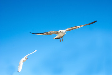 Gaviotas sobrevolando la costa