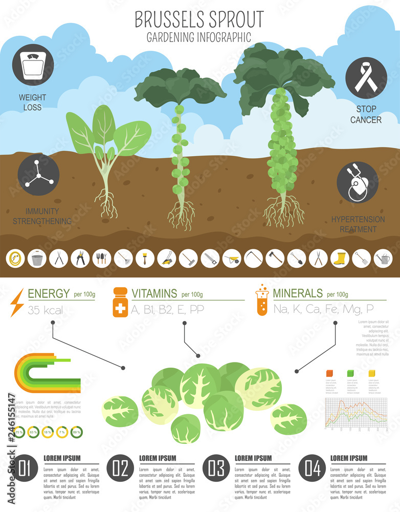 Sticker Brussels sprout cabbage beneficial features graphic template. Gardening, farming infographic, how it grows. Flat style design