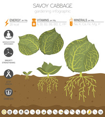 Cabbage beneficial features graphic template. Gardening, farming infographic, how it grows. Flat style design