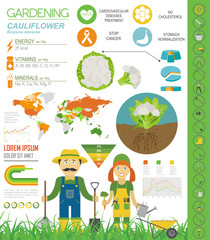 Cauliflower cabbage beneficial features graphic template. Gardening, farming infographic, how it grows. Flat style design