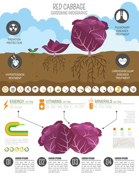 Red cabbage beneficial features graphic template. Gardening, farming infographic, how it grows. Flat style design