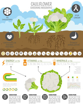 Cauliflower cabbage beneficial features graphic template. Gardening, farming infographic, how it grows. Flat style design