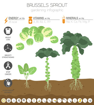 Brussels sprout cabbage beneficial features graphic template. Gardening, farming infographic, how it grows. Flat style design