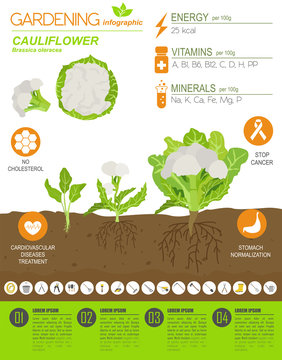Cauliflower cabbage beneficial features graphic template. Gardening, farming infographic, how it grows. Flat style design