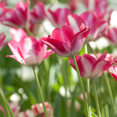 beautiful red and white motley open tulips in a sunny morning spring park