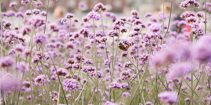 beautiful bright flowers of verbena blooming in the summer city park