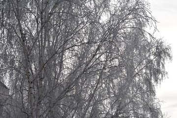 trees in winter