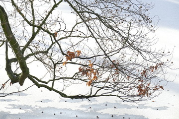 Eisfläche auf einem zugefrorenen See