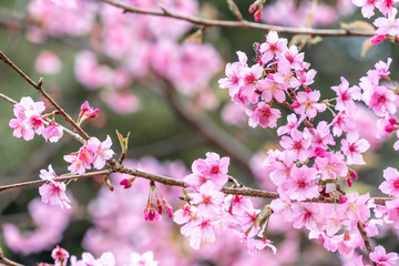 Beautiful cherry blossoms sakura tree bloom in spring in the park, copy space, close up.