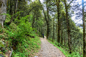 Fototapeta na wymiar Hiking trek pathway in the dense Himalayan forest 