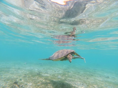 Tortue qui nage avec une r&eacute;mora