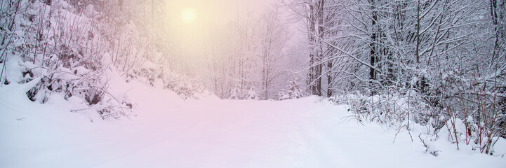 Fototapeta premium Snow covered trees in the winter forest