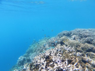 Fototapeta na wymiar Corail et poissons tropicaux (Mayotte)