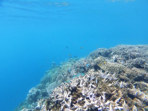 Corail et poissons tropicaux (Mayotte)