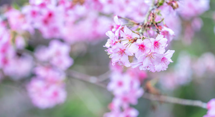Fototapeta premium Beautiful cherry blossoms sakura tree bloom in spring in the park, copy space, close up.