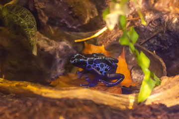 Blue poison-dart frog - Dendrobates tinctorius azureus in terrarium