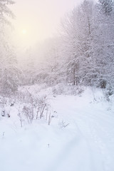 Snow covered trees in the winter forest